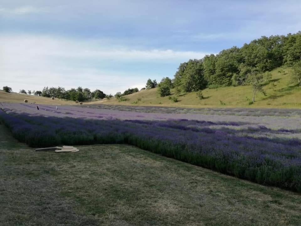 B&B I Girasoli Monte San Pietro Exterior foto